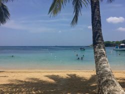 photo of a sunny beach with a palm tree in the front